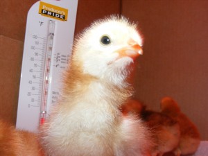 chick2